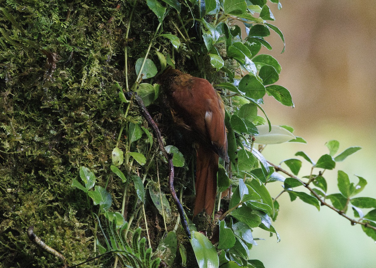 Ruddy Treerunner - ML641445788