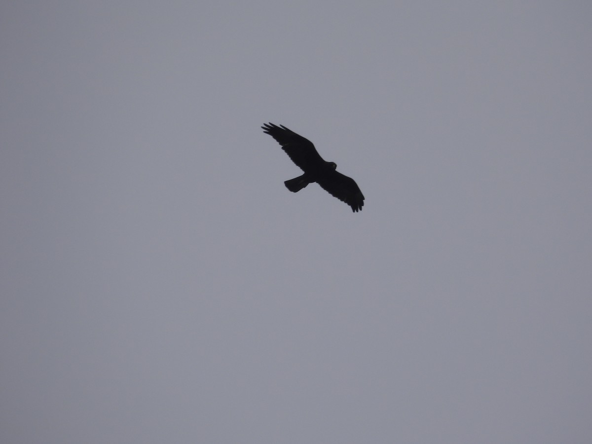 Galapagos Hawk - ML641445802