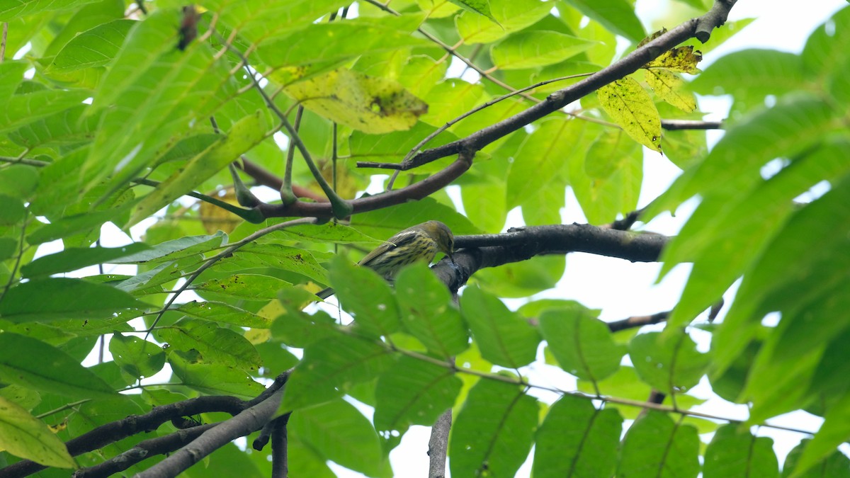 Cape May Warbler - ML641445805
