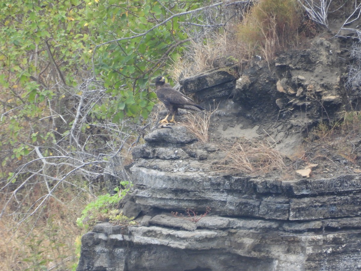 Galapagos Hawk - ML641445833