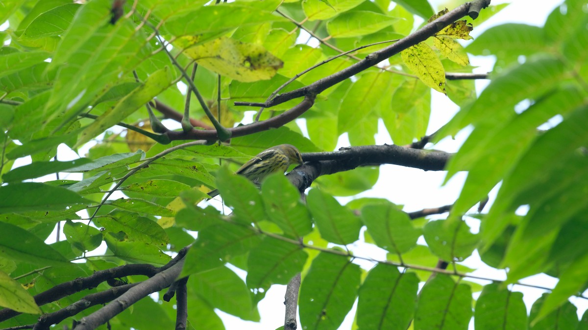 Cape May Warbler - ML641445834