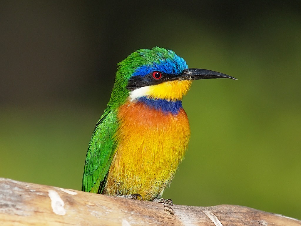 Ethiopian Bee-eater - ML641445839