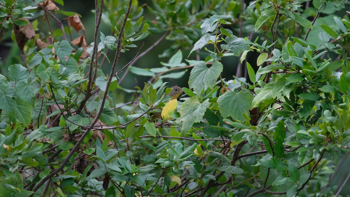 Common Yellowthroat - ML641445841