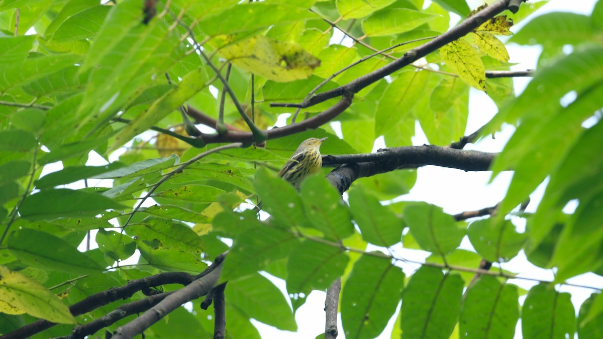 Cape May Warbler - ML641445846
