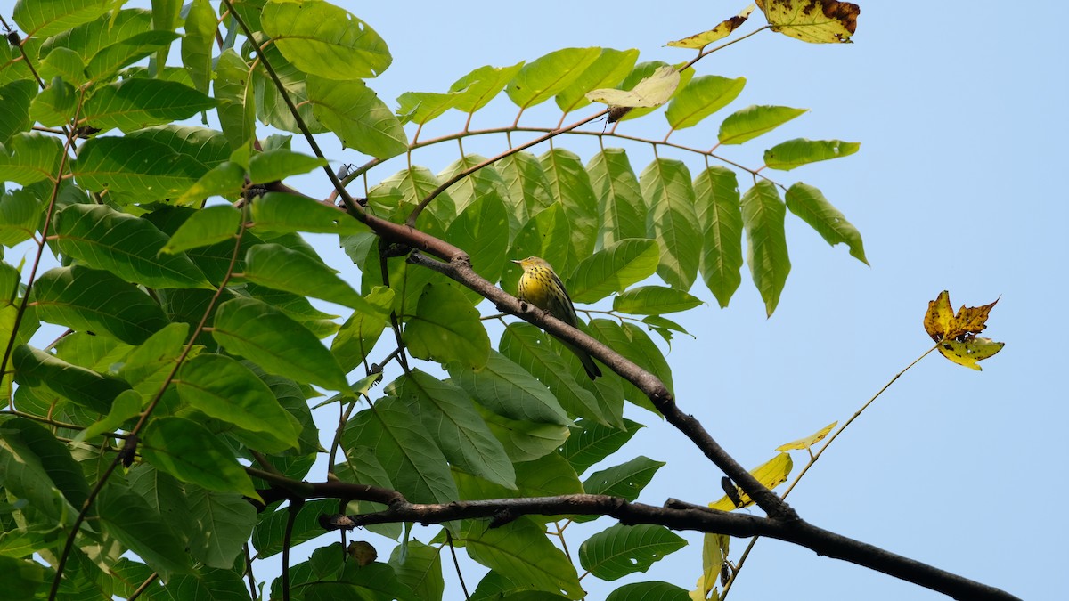 Cape May Warbler - ML641445860