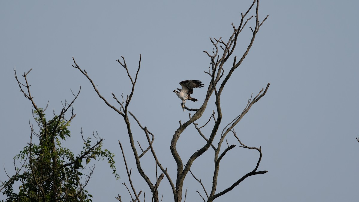 Osprey - ML641445868