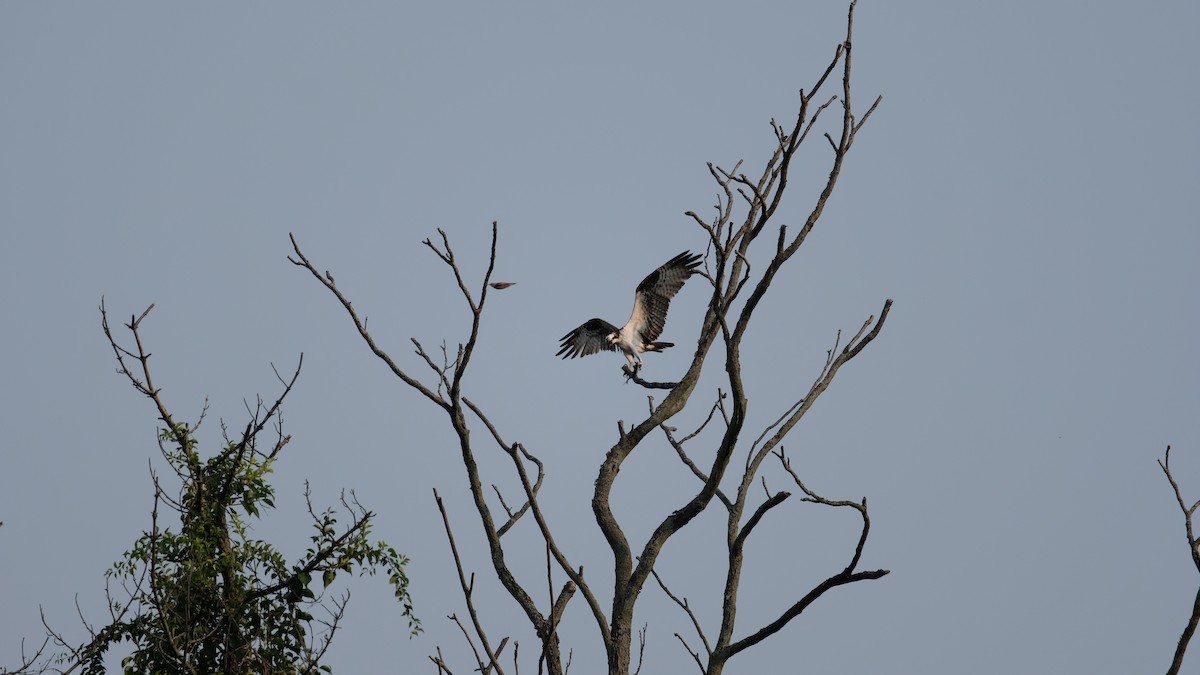 Osprey - ML641445875