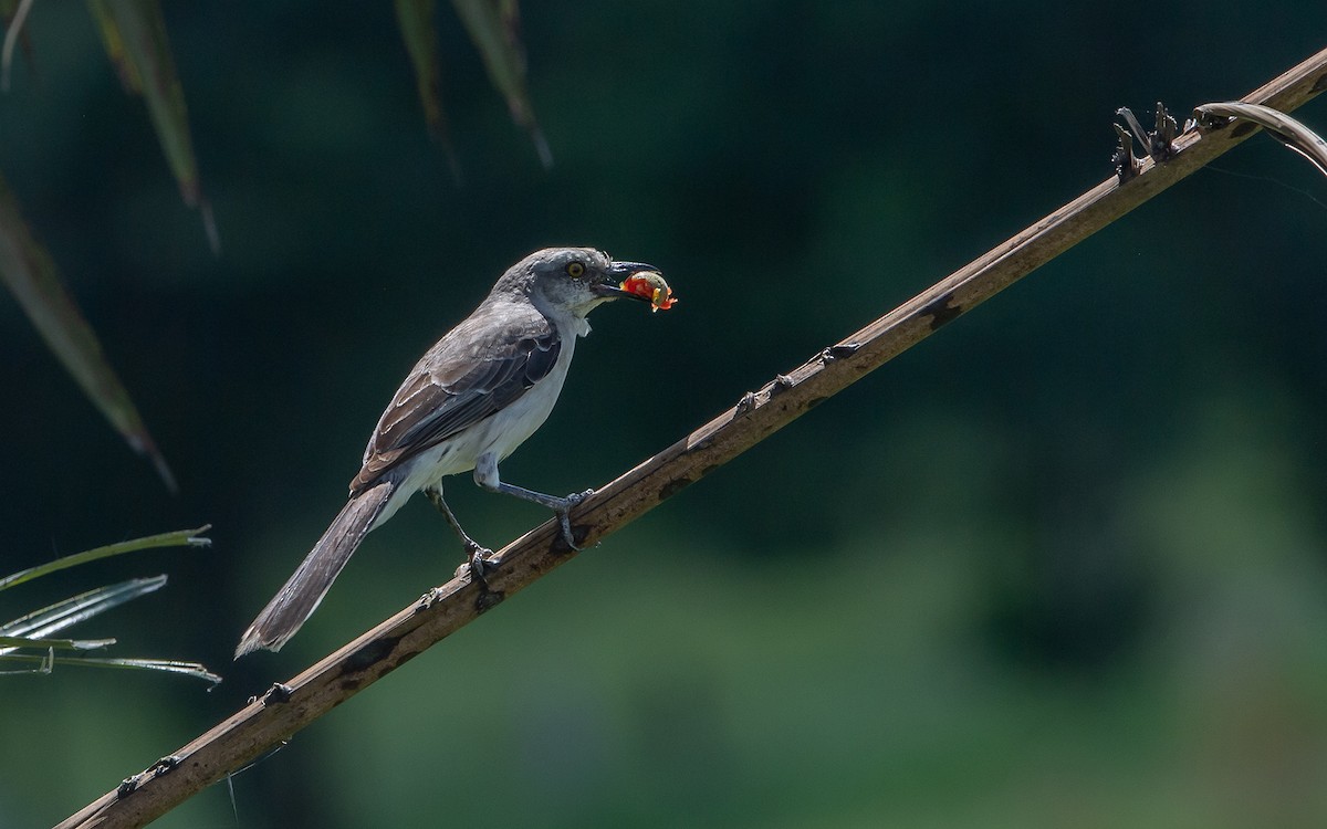 Tropical Mockingbird - ML641445876