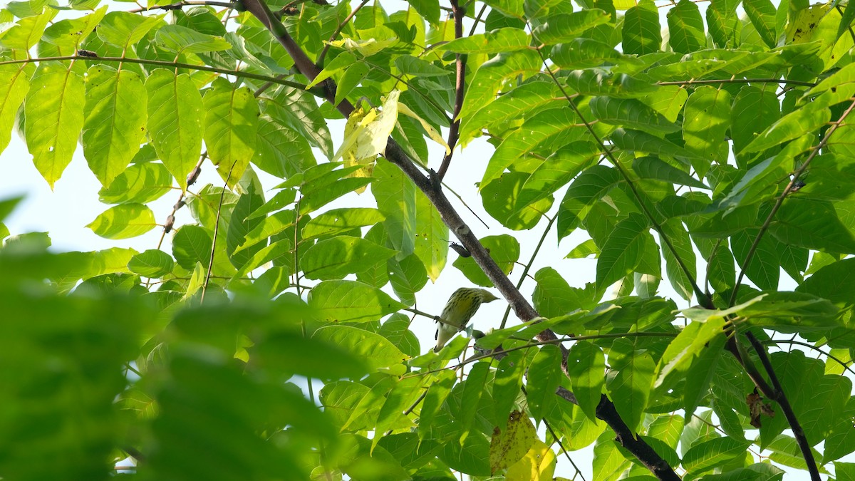 Cape May Warbler - ML641445883