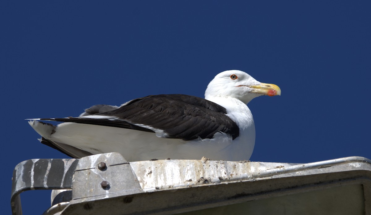 Great Black-backed Gull - ML641445897