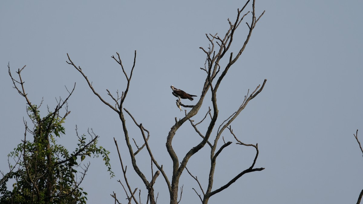Osprey - ML641445899