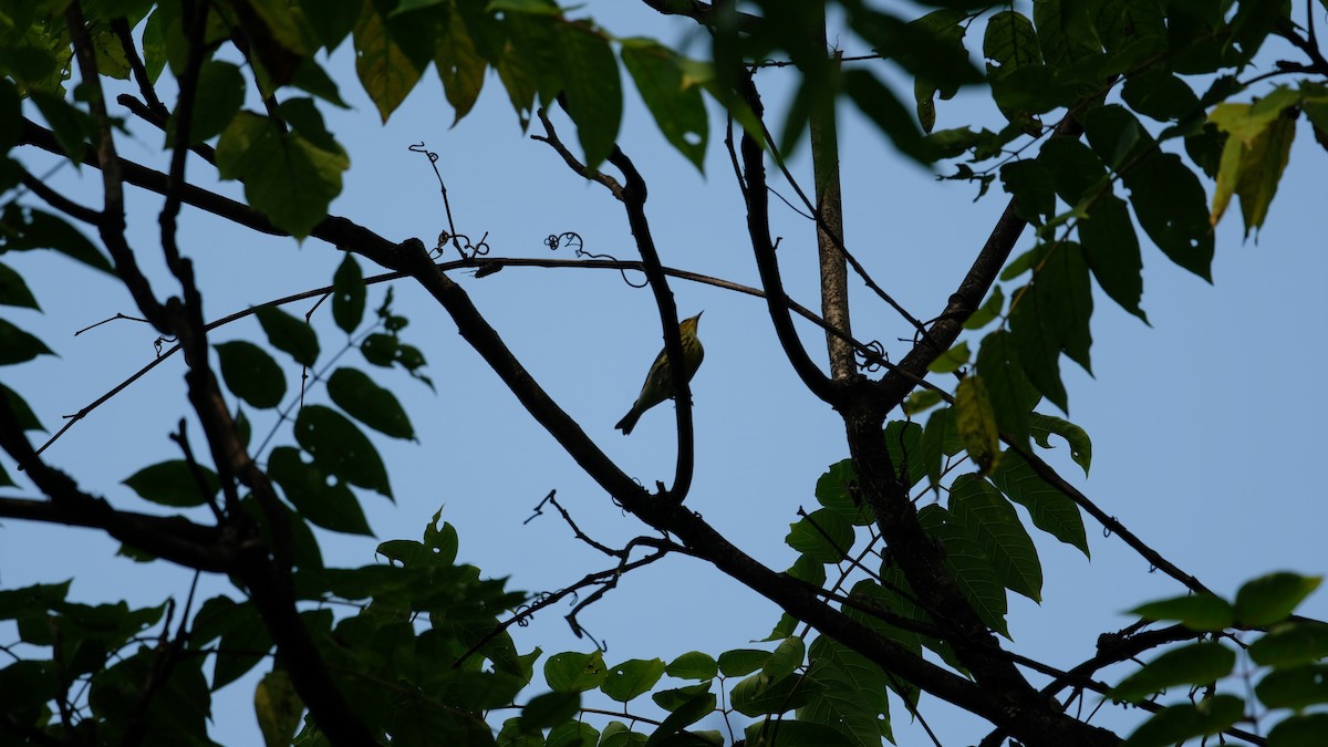 Cape May Warbler - ML641445910