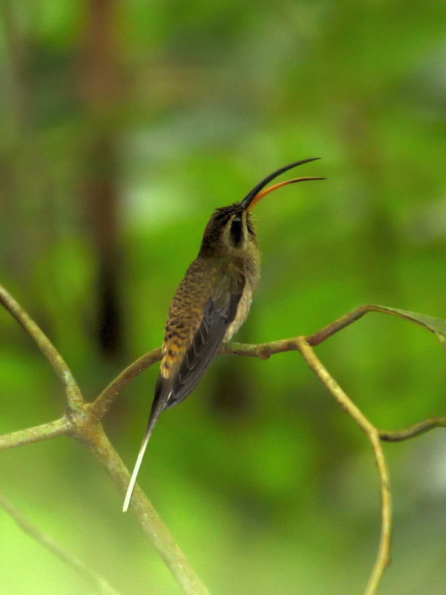 Long-billed Hermit - ML641445917