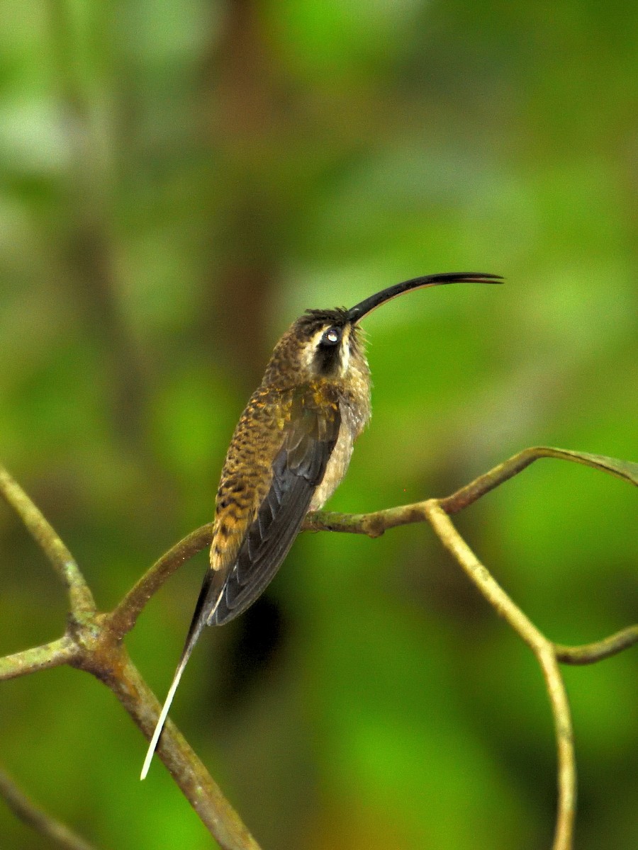 Long-billed Hermit - ML641445918