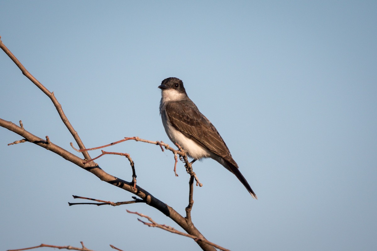 オウサマタイランチョウ - ML641445919