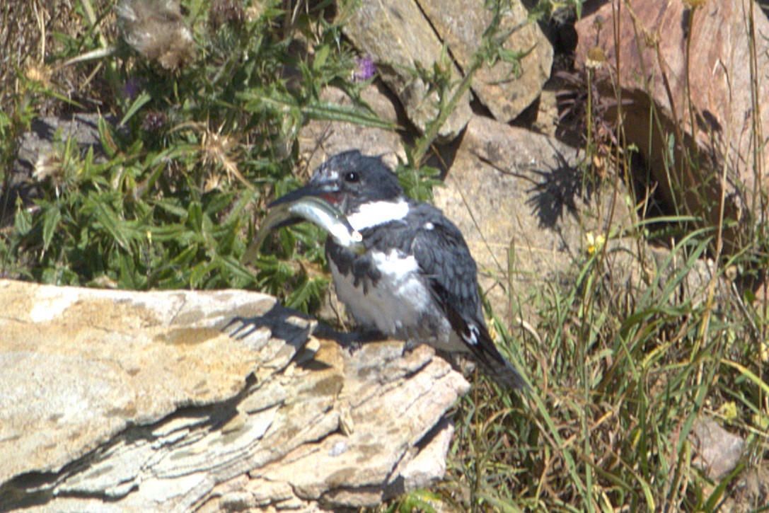 Belted Kingfisher - ML641445920