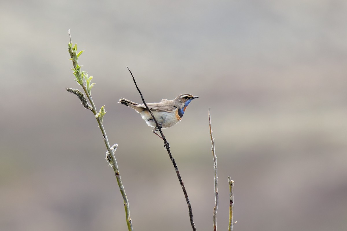 כחול חזה - ML641445945