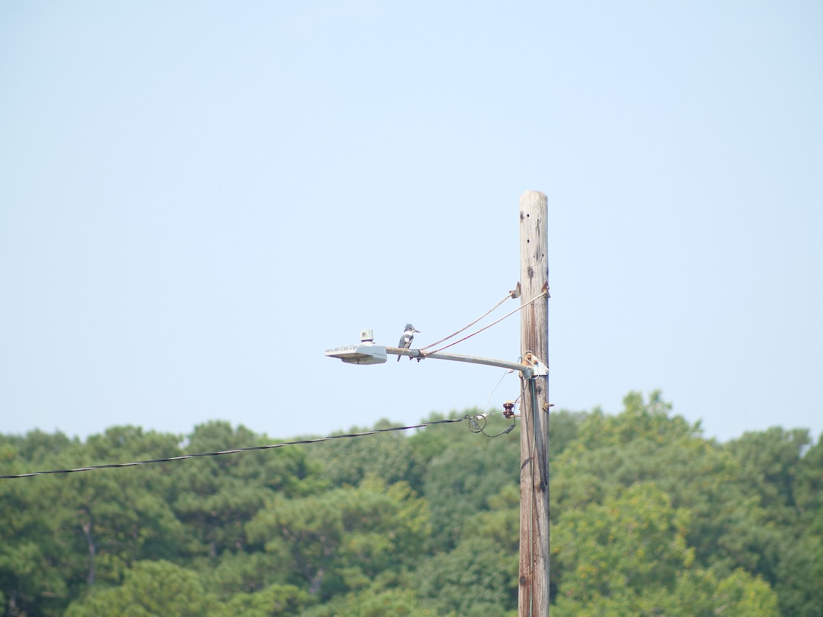 Belted Kingfisher - ML641445954