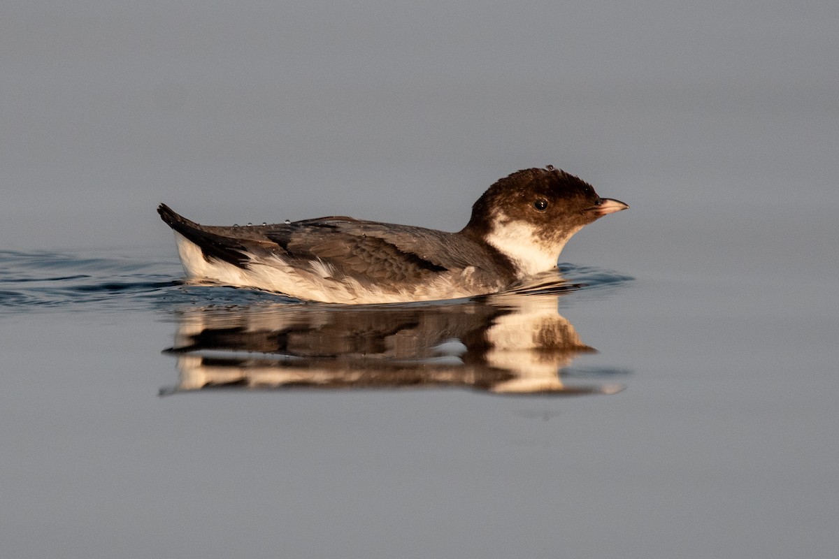 Ancient Murrelet - ML641445956