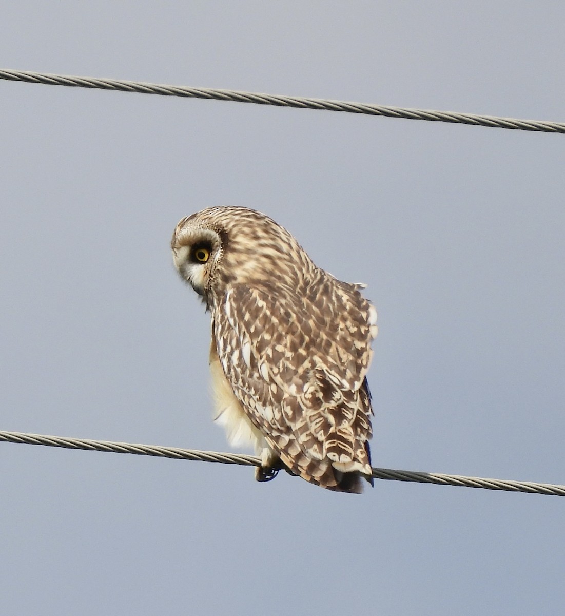 Short-eared Owl - ML641445968