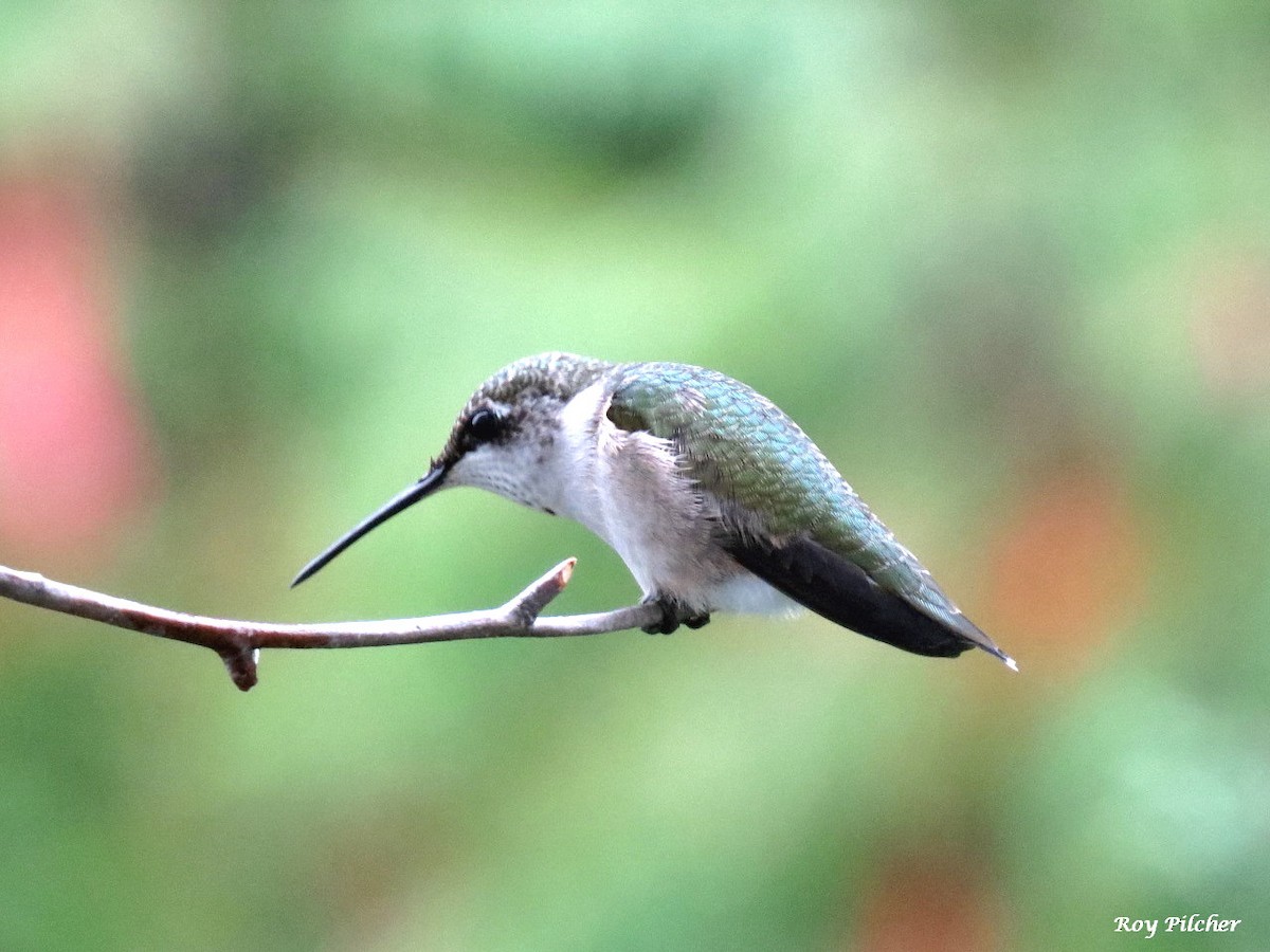 Ruby-throated Hummingbird - ML641445978
