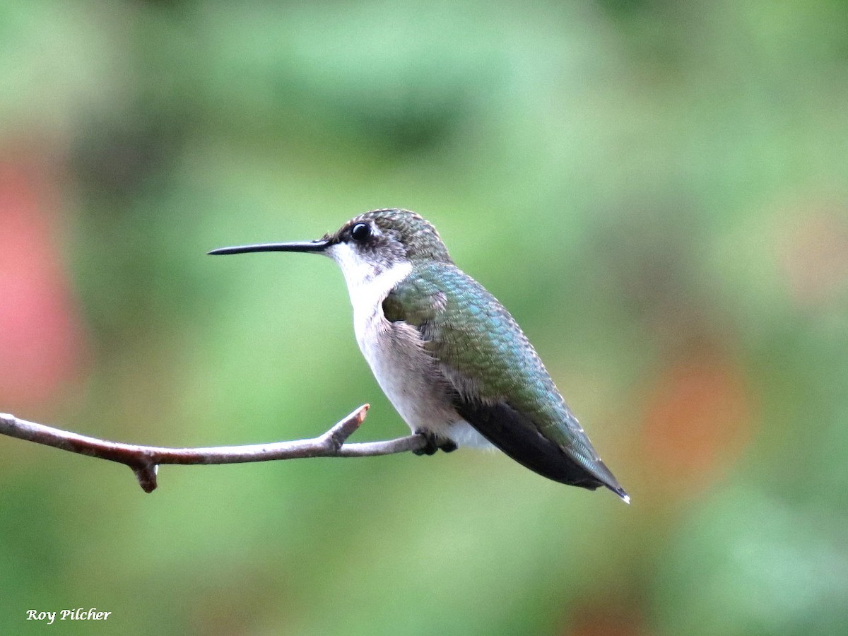 Ruby-throated Hummingbird - ML641445979