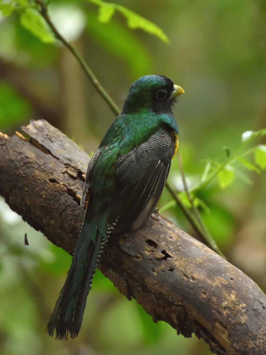 trogon modroocasý - ML641446016
