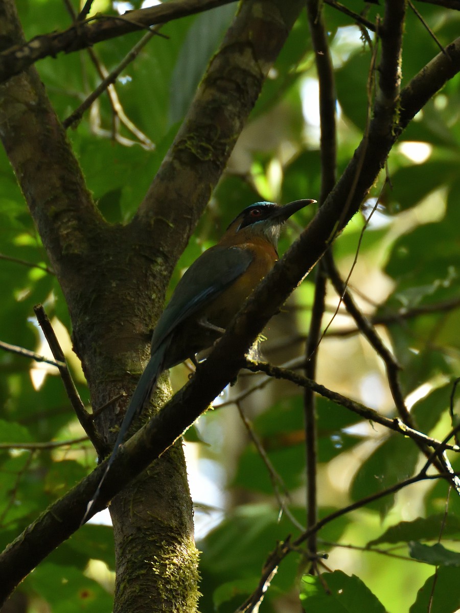 Lesson's Motmot - ML641446034