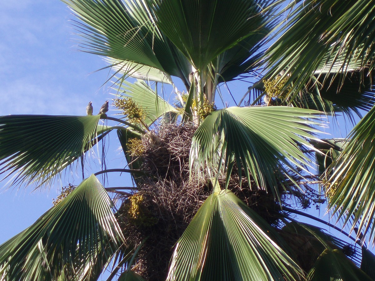 Palmchat - ML641446043