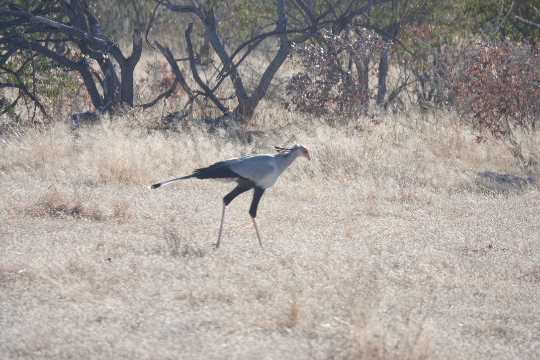 Secretarybird - ML641446055
