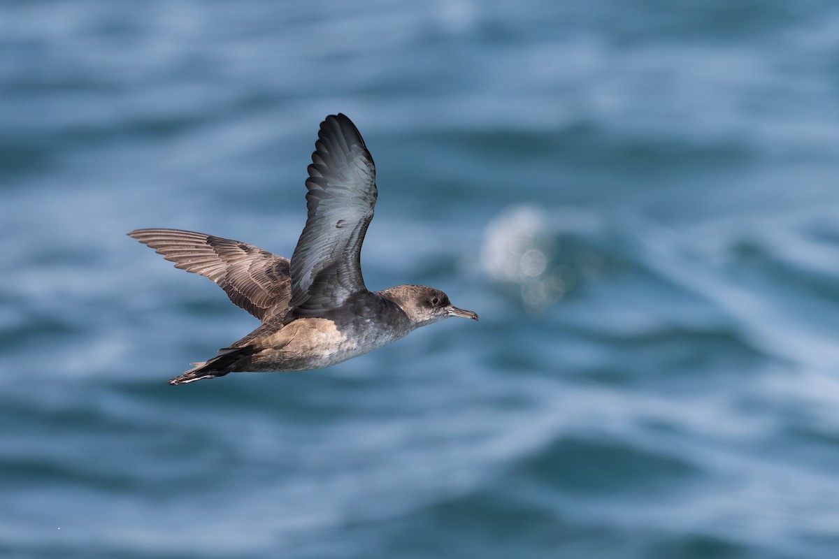 Balearic Shearwater - ML641446079