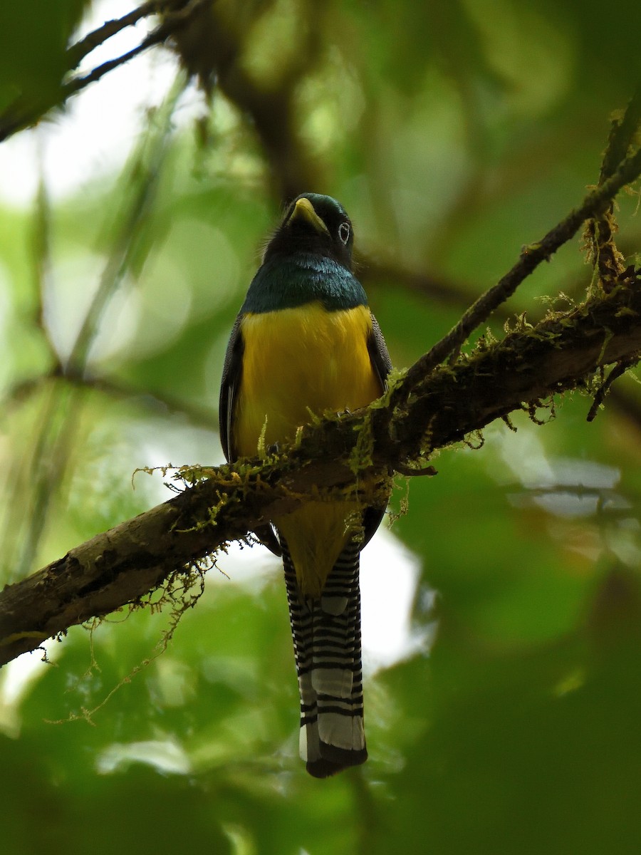 trogon modroocasý - ML641446101