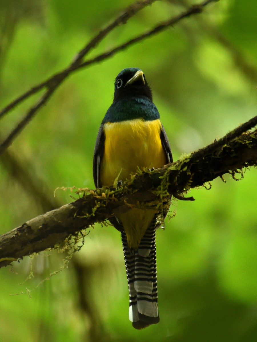 trogon modroocasý - ML641446102
