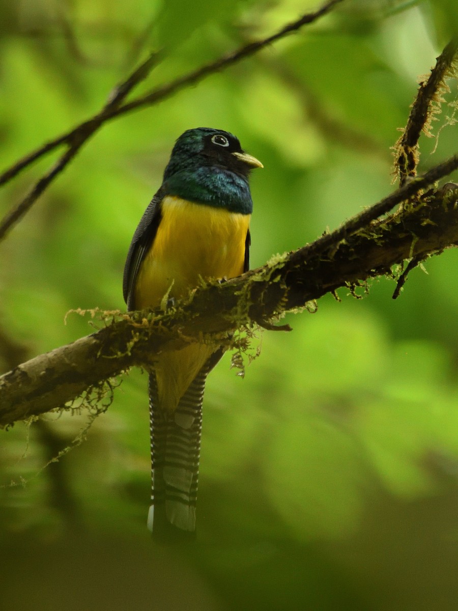 trogon modroocasý - ML641446106
