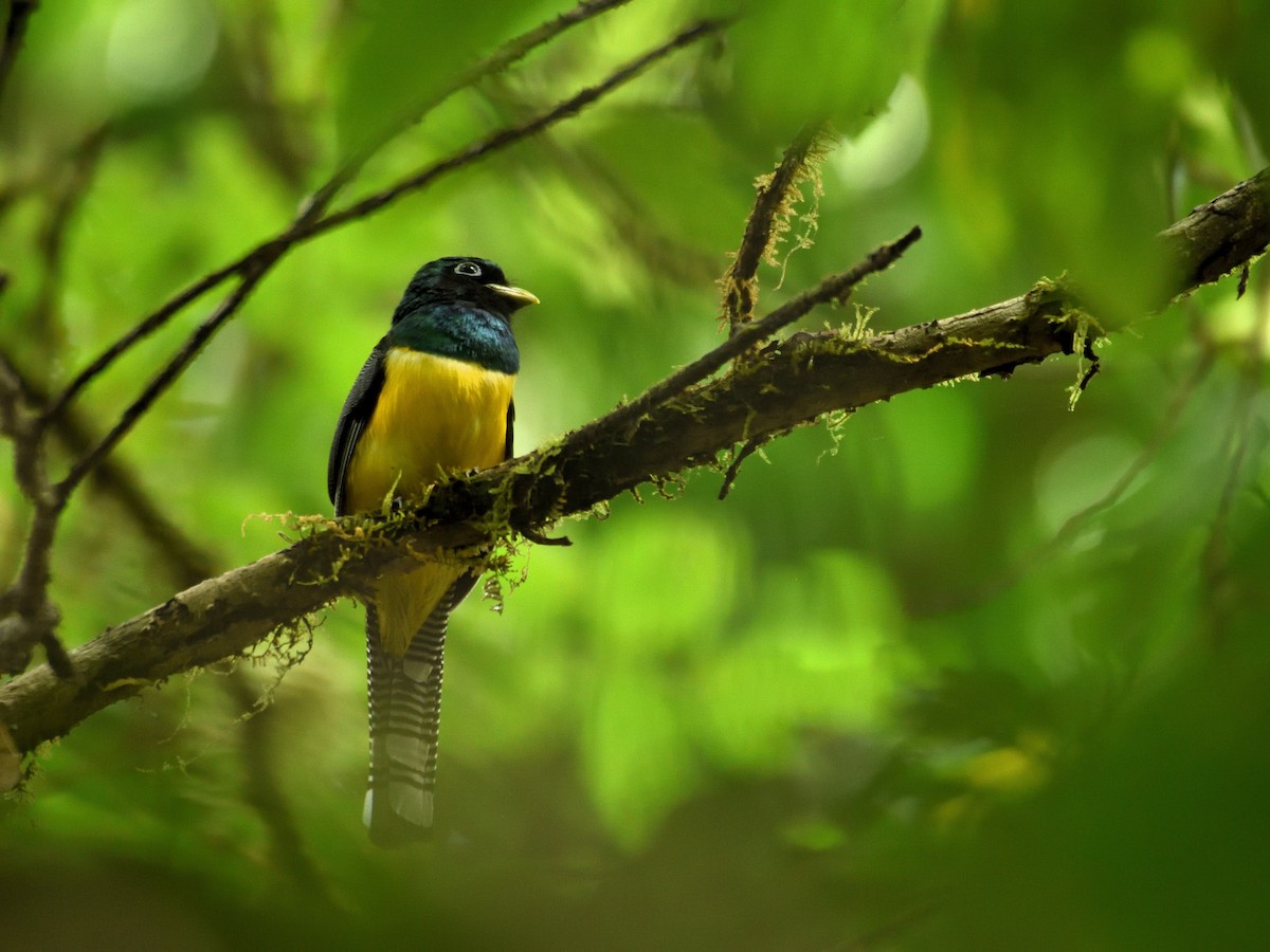 trogon modroocasý - ML641446113