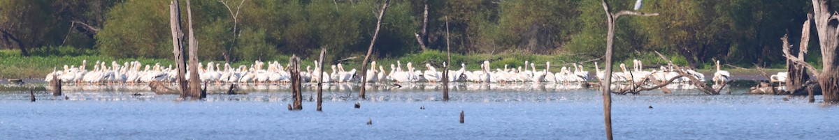 American White Pelican - ML641446127