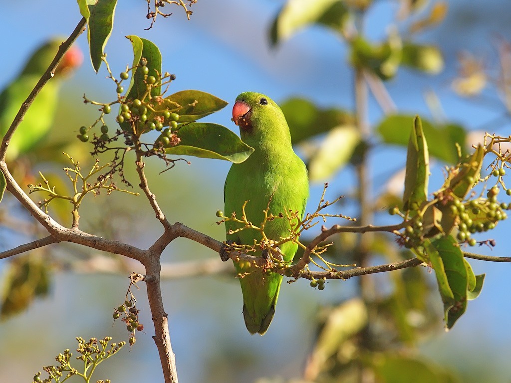 Black-winged Lovebird - ML641446128