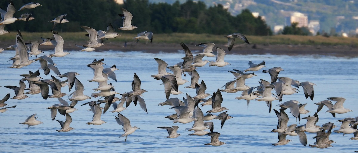 Ring-billed Gull - ML641446146