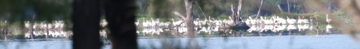 American White Pelican - ML641446198