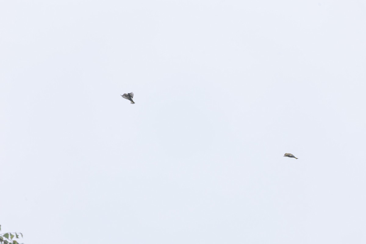 Eurasian Siskin - ML641446217