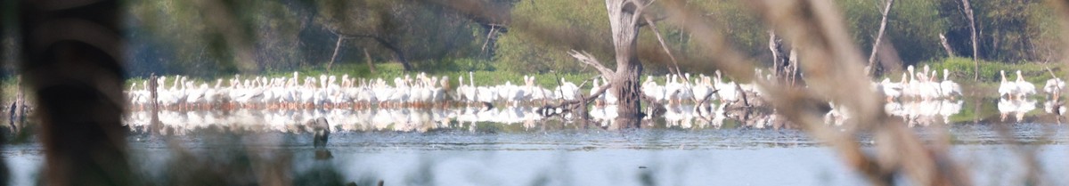 American White Pelican - ML641446226