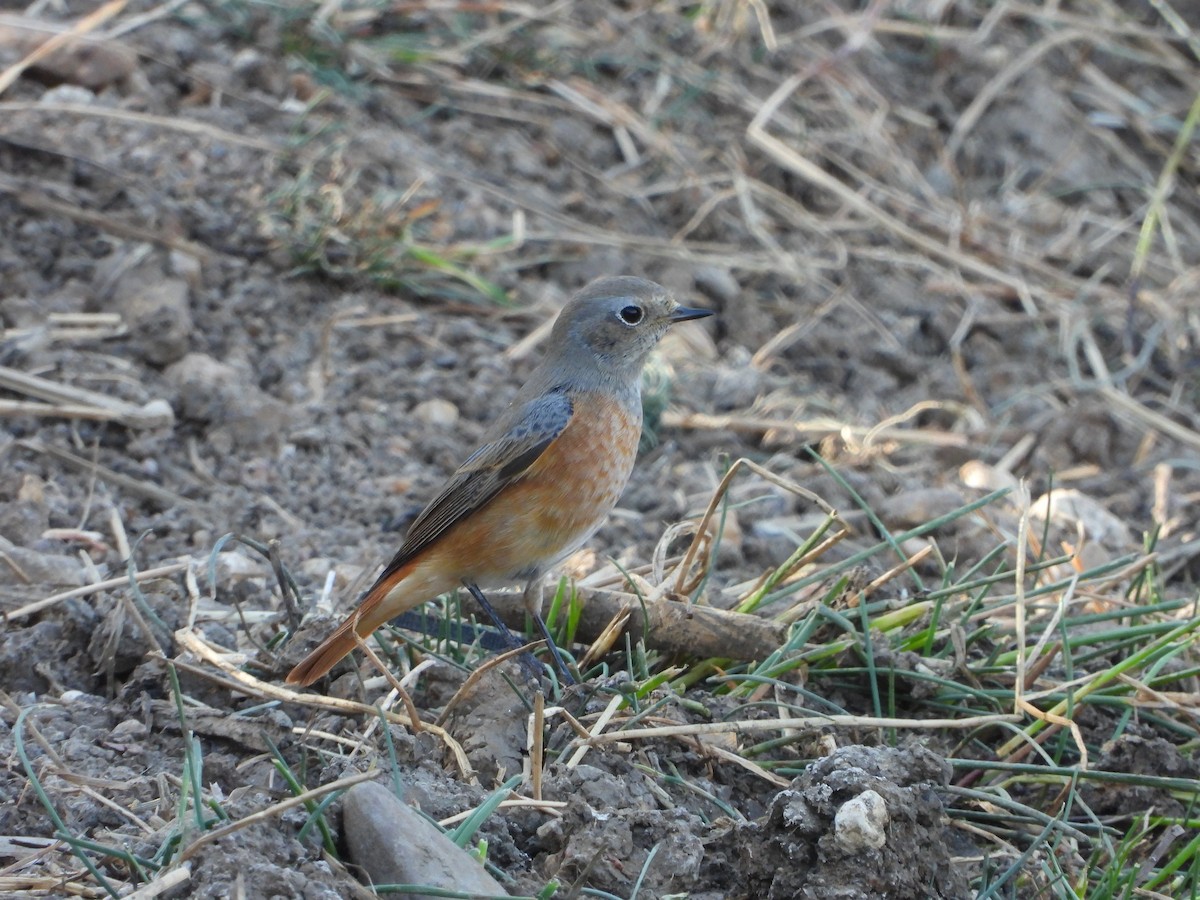 Rougequeue à front blanc - ML641446248
