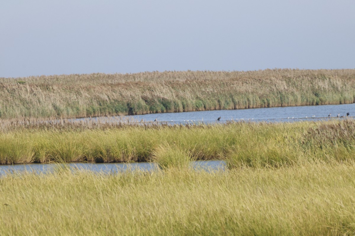 Goéland hudsonien - ML641446252