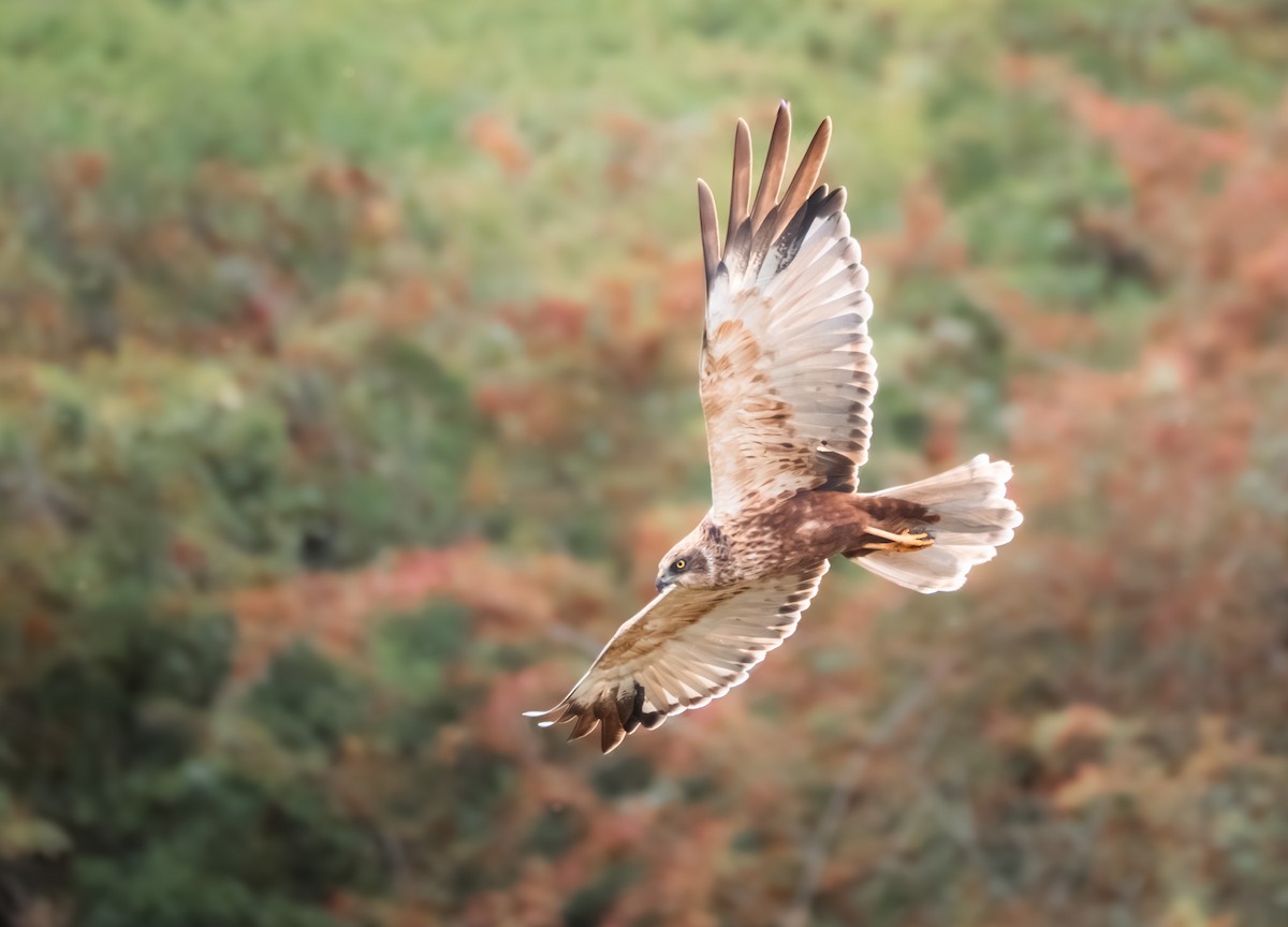 Намгийн хулд - ML641446310