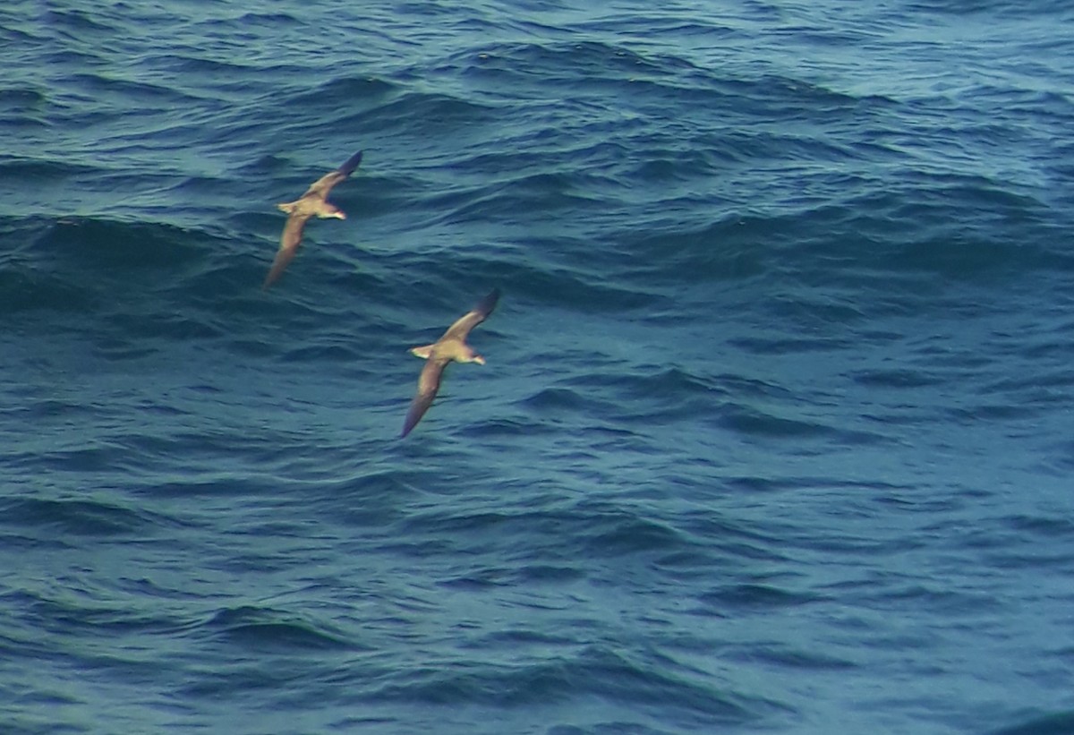 Cory's Shearwater - ML641446314