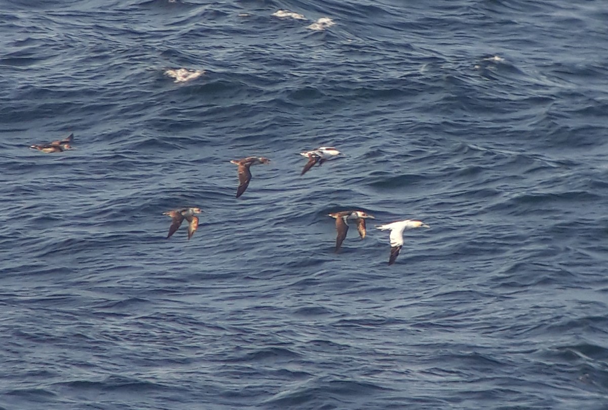 Northern Gannet - ML641446334