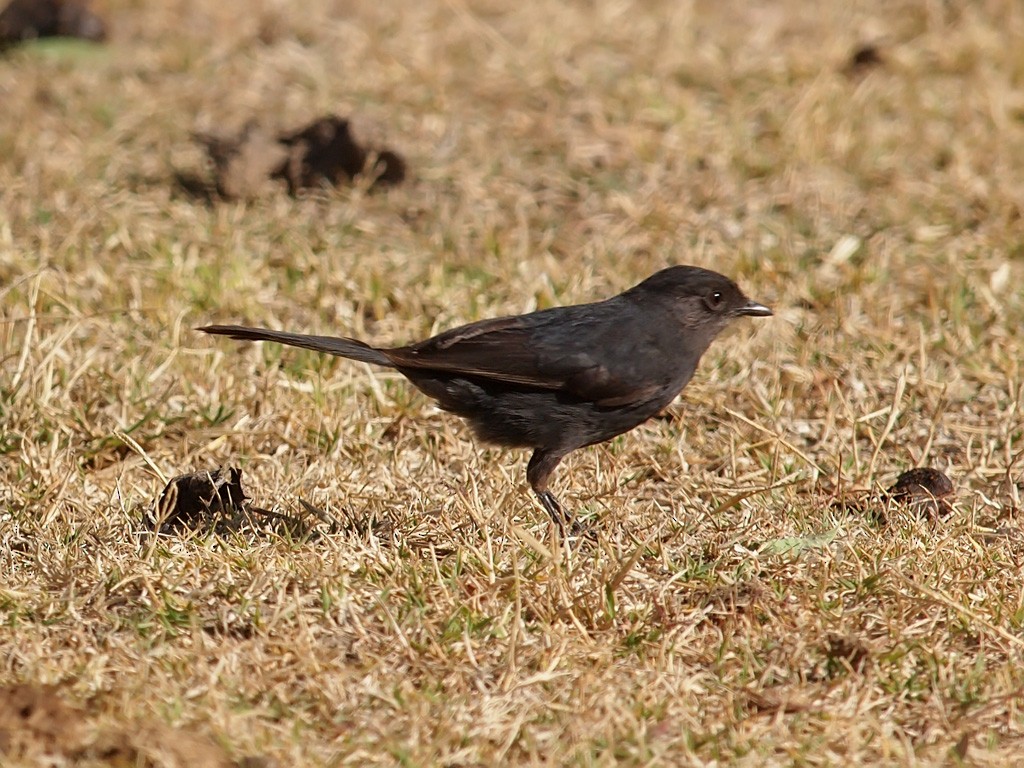 Northern Black-Flycatcher - ML641446380