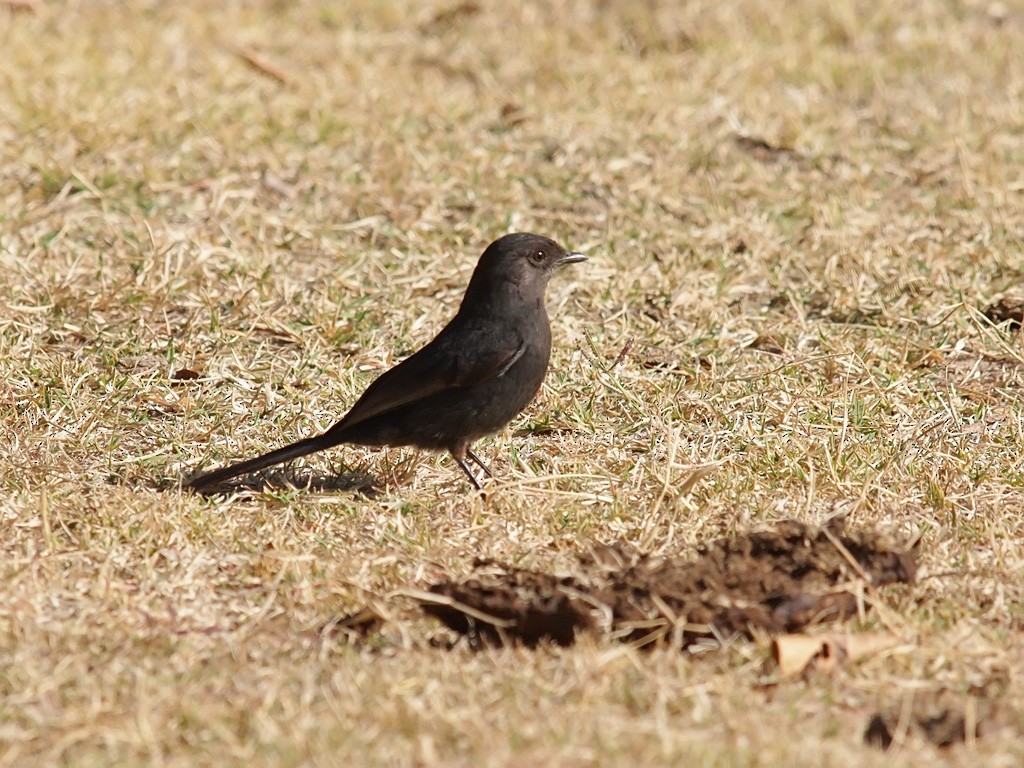 Northern Black-Flycatcher - ML641446381