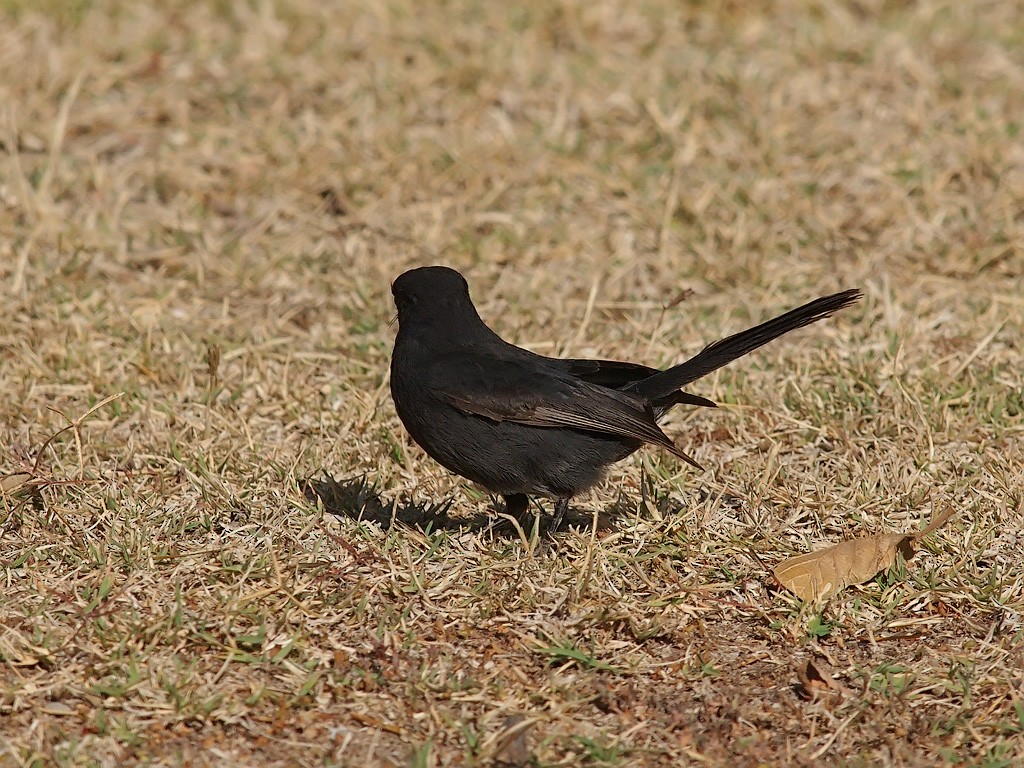 Northern Black-Flycatcher - ML641446382