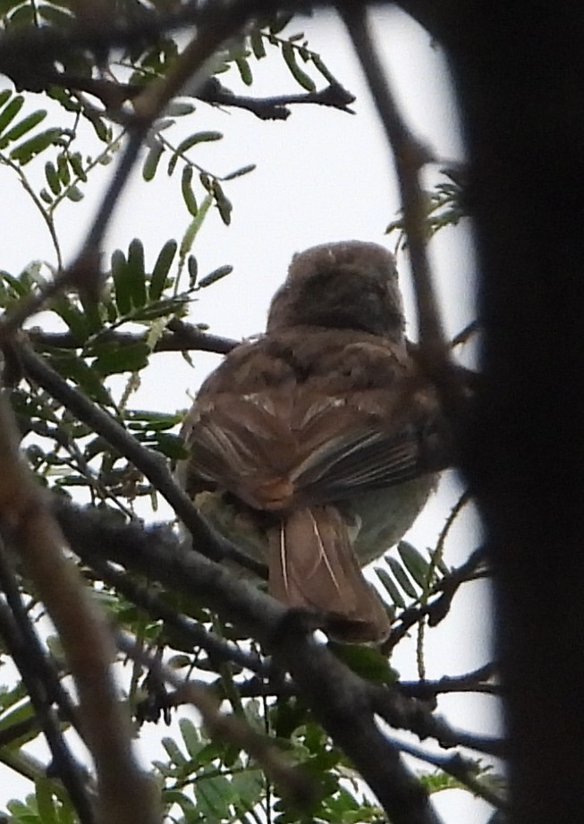Caribbean Elaenia - ML641446417